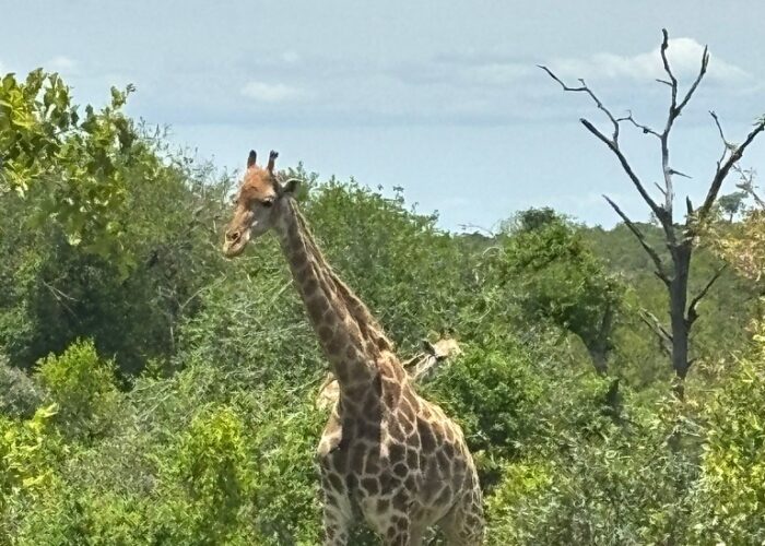 Giraffe