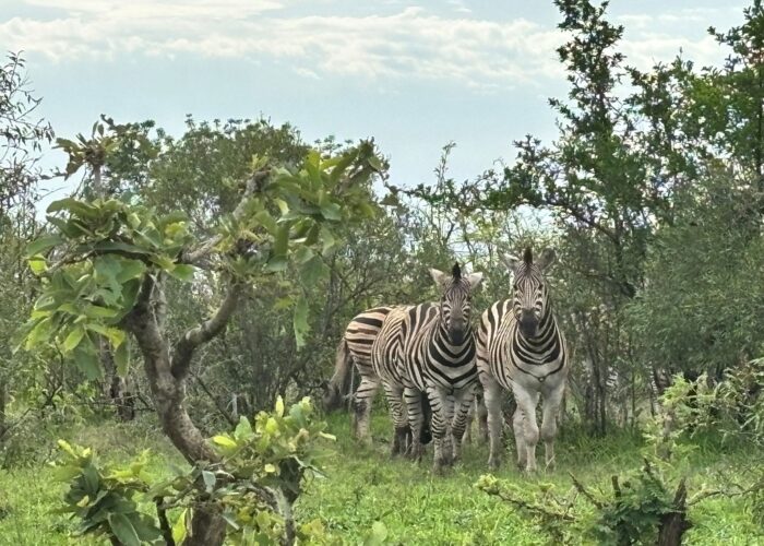 Zebras