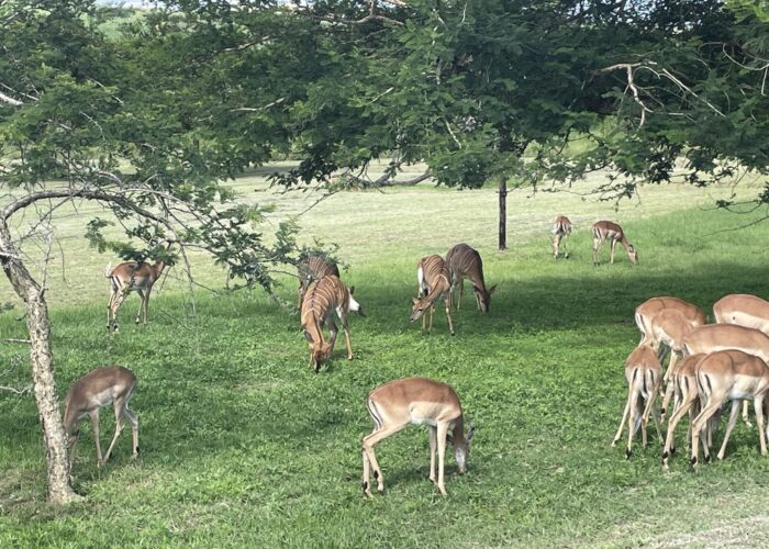 Impalas